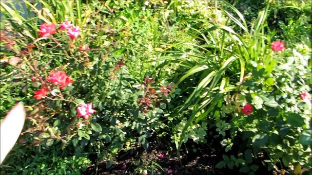 ✿🌹Updated summer flower garden tour hydrangea, roses,rose of Sharon and purple asters 9/5/2016🌹✿ смотреть онлайн