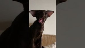 Ориентал проснулся l Ориентальный кот разговаривает l Котик орик Кай ?