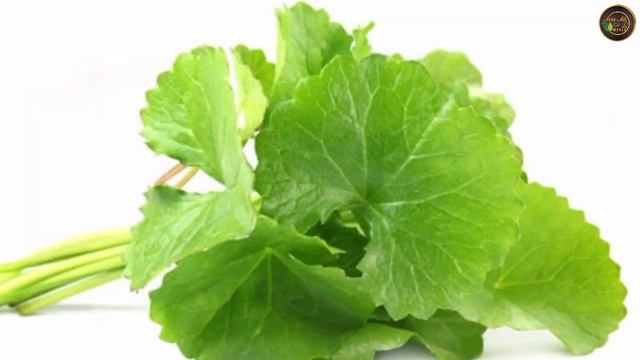 Health Benefits of Brahmi | Top 10 Benefits of Brahmi - Amazing Health Benefits of Bacopa or Brahmi смотреть онлайн