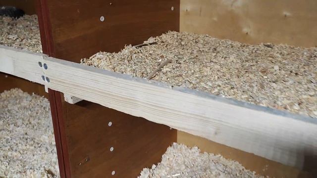 Маточник для голубей своими руками! смотреть онлайн