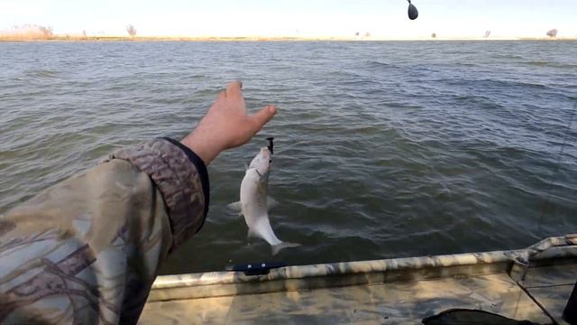 Астрахань весна 2022 / Рыбалка на сазана / остров Мумра смотреть онлайн