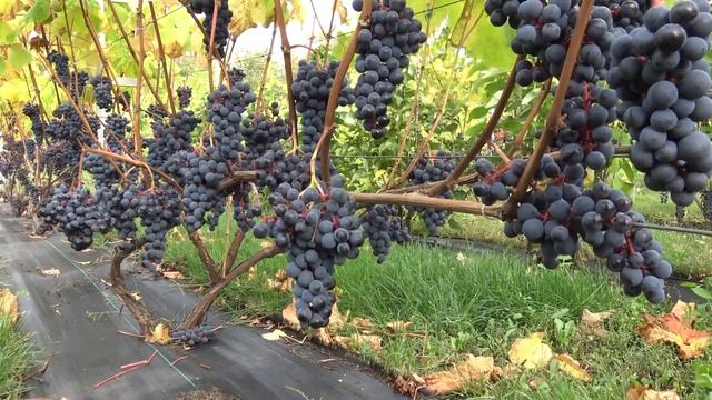 Виноград Амурский прорыв Один.