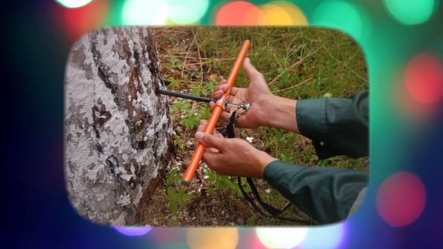 Правда ли, что возраст дерева можно определить по кольцам на срезе? смотреть онлайн