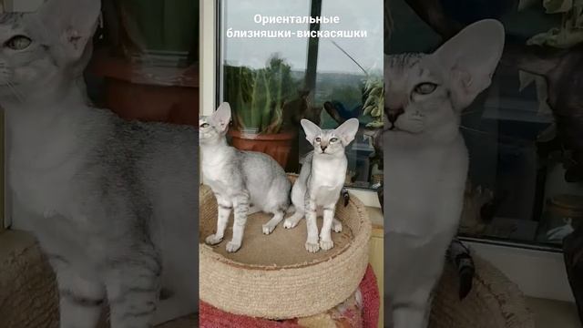 Ориентальные черные серебристые пятнистые кошечки "растушевки". смотреть онлайн