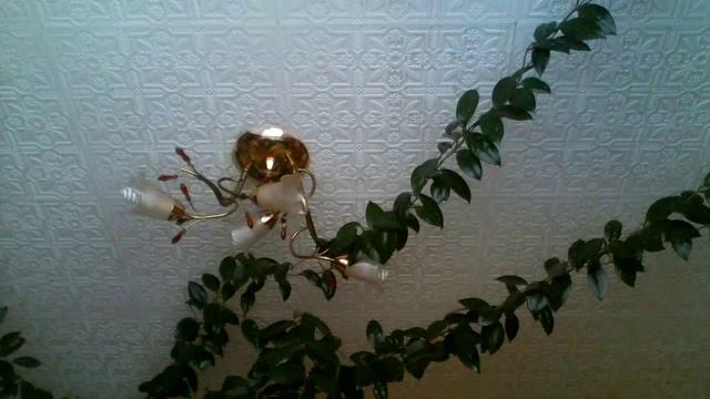 Видео C веб-камеры от  4 ноября 2014 г., 00:15 (PST)