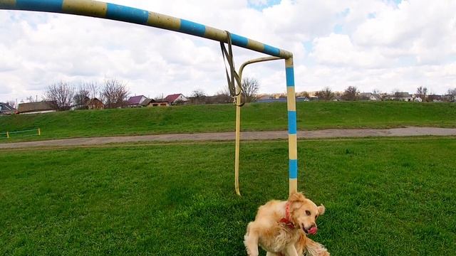 Самая умная порода собак! Самая идеальная собака для семьи и детей! смотреть онлайн