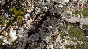 22 апреля ДЕНЬ СВЯТОГО ВАДИМА. народные приметы и традиции