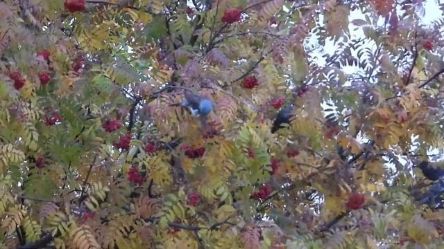 № 1733 30 . 09. 2021 Скворцы на рябине смотреть онлайн