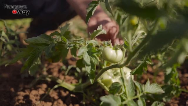 Чтобы томаты завязывались по всему стеблю а не только внизу, подкормите этим в июле-августе! смотреть онлайн