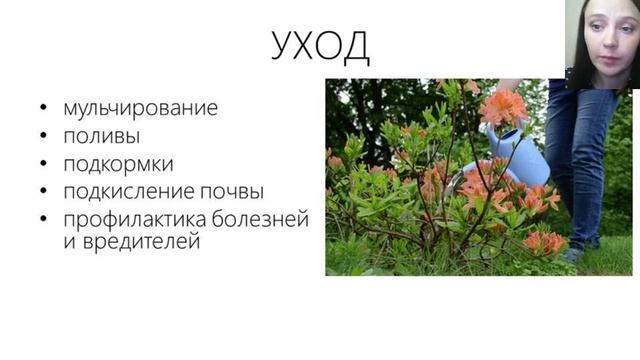 Вебинар "Рододендроны" смотреть онлайн