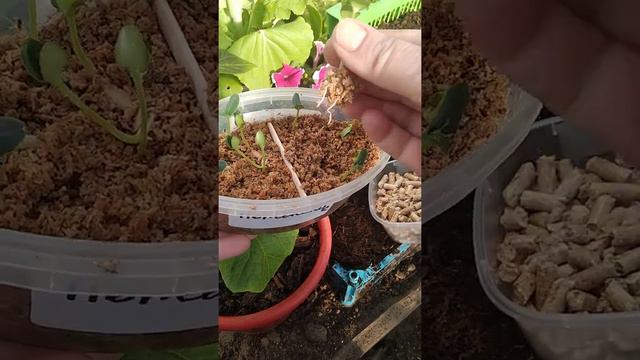 ##Рассада Огурчиков Выращенная В Опилках## смотреть онлайн