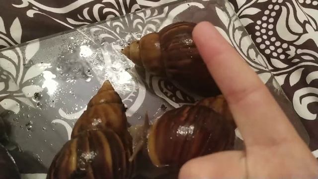 Имена улиток смотреть онлайн