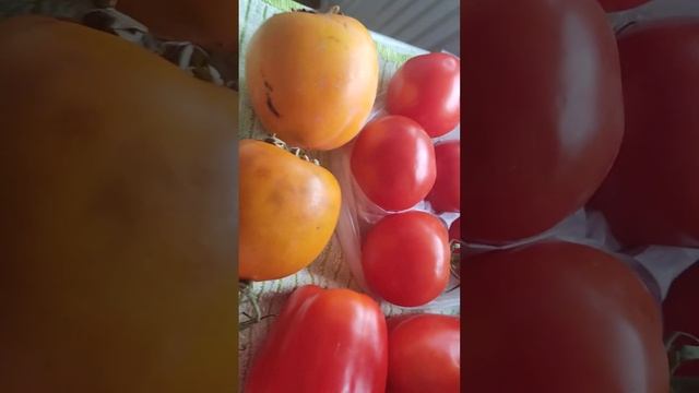 Что я получила на этой неделе, в Tafel ???? смотреть онлайн