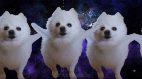 강아지 토카토카 댄스 TOCA TOCA TOCA