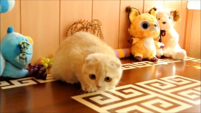 Шотландские котята Продажа смотреть онлайн