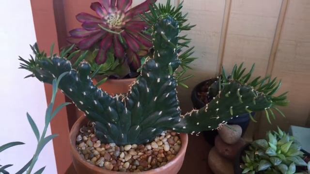 Cactus Wednesday: OPUNTIA SUBULATA Eve’s Needle Cactus Crested