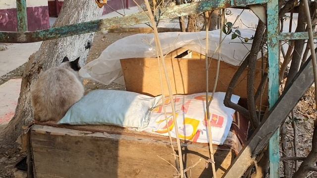 Uzbekistan Tashkent улица ШОТА РУСТАВЕЛИ 13 света не было смотреть онлайн