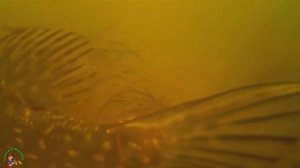 Реакция леща на бойлы  Подводная съемка