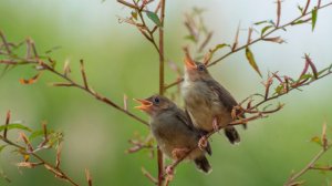 The Divinely Beautiful Singing of a Nightingale in the Tamarix Thickets