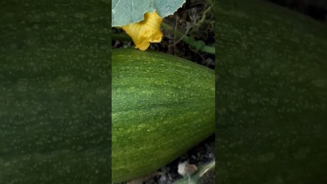 Тыква Растёт и Цветёт в Ноябре | Пение Птиц в Саду Лесу Парке | Релакс и Успокоение #shorts #bird смотреть онлайн