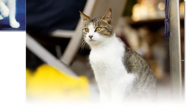 Домашние кошки фото.Слайд шоу смотреть онлайн