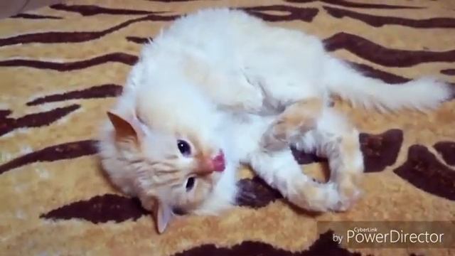 Кот наказал обидчика смотреть онлайн