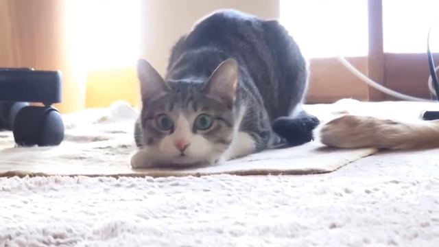 Танцующая кошка смотреть онлайн