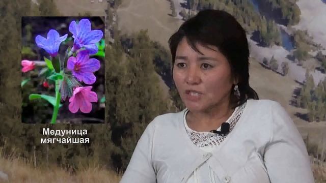 7. Как организовать сушку растений. Бизнес в сфере дикоросов. Советы начинающим