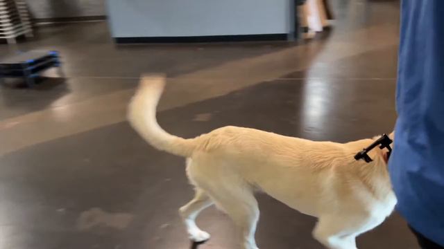K9 Maple Before & After Dog Training in Dallas смотреть онлайн