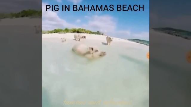 Pig beach Bahamas. смотреть онлайн