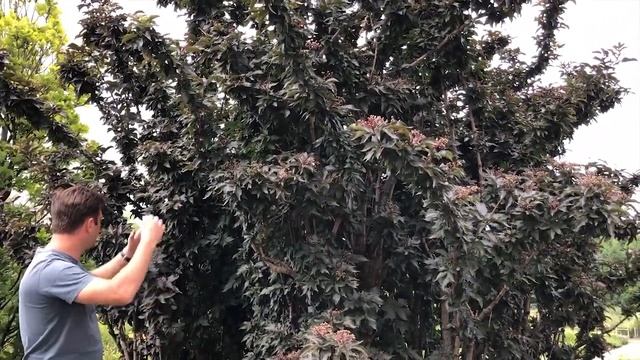 Sambucus nigra 'Black Tower' - Oszlopos bordó levelű bodza смотреть онлайн