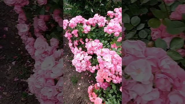 Розы в моем саду.15.07.23г.Нотрдам де Розари, Анжела, Баронесса... смотреть онлайн