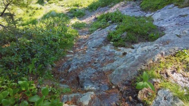 Заключительный день перехода Хамар-Дабана | Птенцы куропатки | День 9