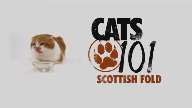 Шотландская вислоухая кошка смотреть онлайн