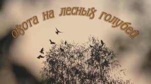 Охота на лесных голубей 2023