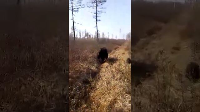 Медведица и медвежата проснулись смотреть онлайн