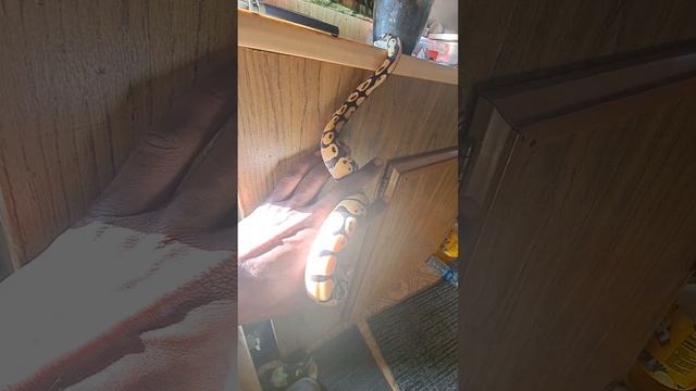 Leopard × Cinnamon Pastel Ball Python exploring смотреть онлайн