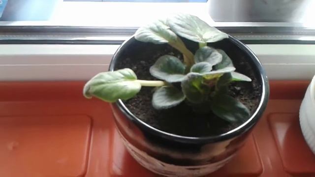 Мои домашние цветы часть 2 смотреть онлайн