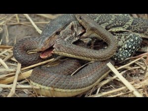 Для этого парня любое теплое существо - закуска - ПОЛОСАТЫЙ ВОДНЫЙ ВАРАН!