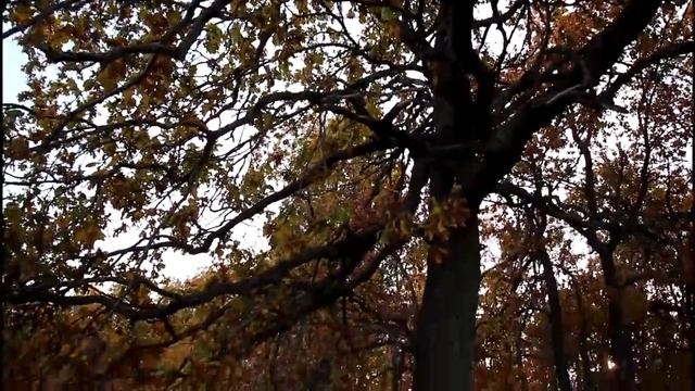 Осенние краски Новых Бурас смотреть онлайн