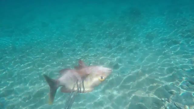 The Beauty of Kiribati смотреть онлайн