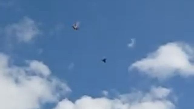 Бой голубей смотреть онлайн