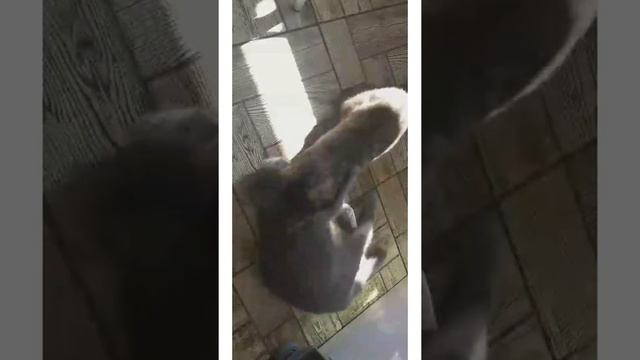 Бешеная кошка мамы смотреть онлайн