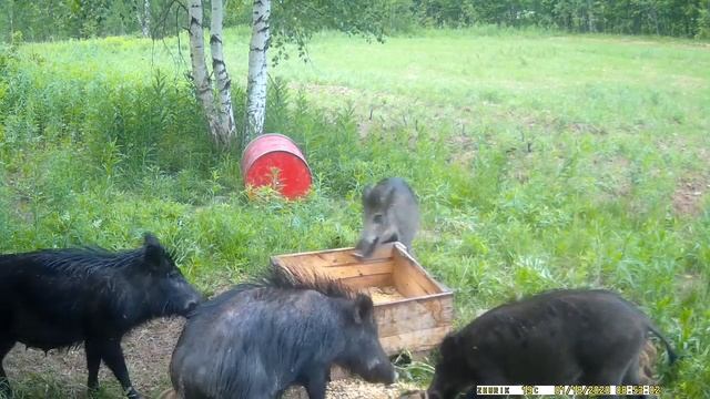 15.06.2021 Стадо кабанов с арбузиками смотреть онлайн
