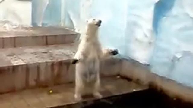 White Bear Asked To Eat , Белый мишка просит кушать