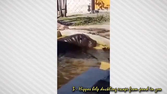 TOP 5 ANIMAL HEROES! - ANIMALS THAT SAVES LIFES! смотреть онлайн