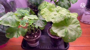 Обзор балкона с пеларгониями. ЮЗИС-Персей. Спасаю Denise