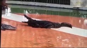 Крокодилы нападают на людей