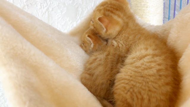 Kittens meow, purr and fall asleep peacefully смотреть онлайн