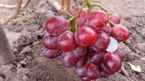 ВИНОГРАД   РЕД  ГЛОБ.